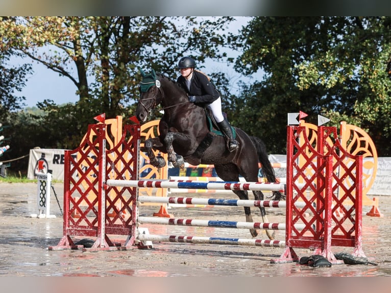 Hanoverian Gelding 11 years 17 hh Black in Scharnebeck