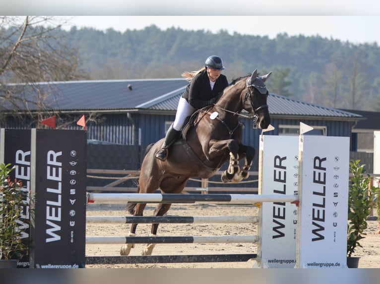 Hanoverian Gelding 11 years 17 hh Black in Scharnebeck