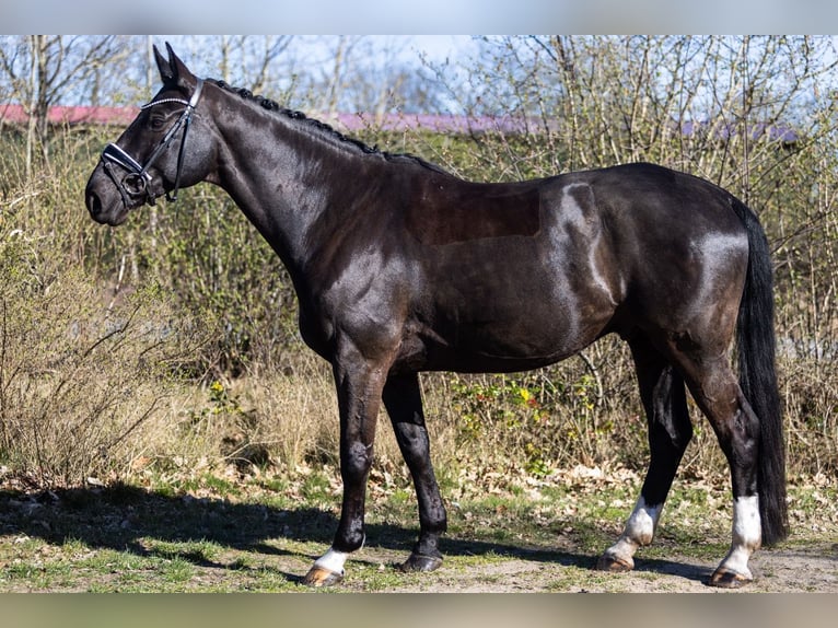 Hanoverian Gelding 11 years 17 hh Black in Scharnebeck