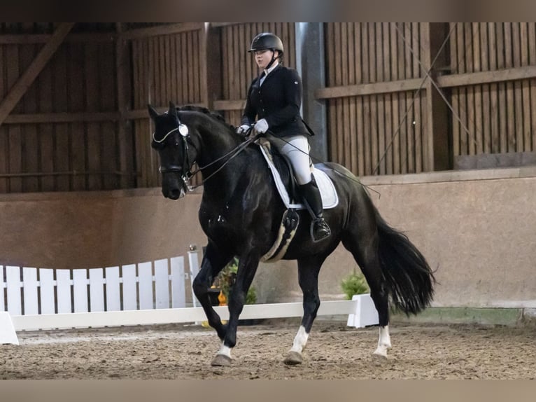 Hanoverian Gelding 11 years 17 hh Black in Scharnebeck