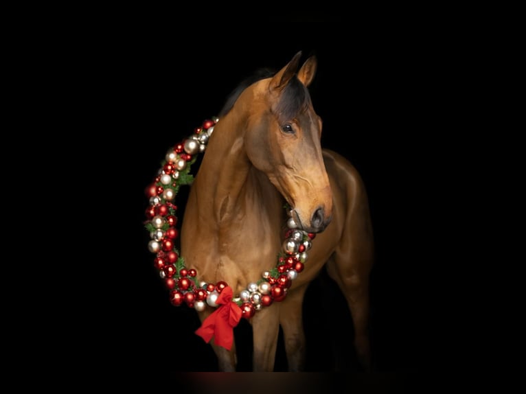 Hanoverian Gelding 11 years 17 hh Brown in Willich