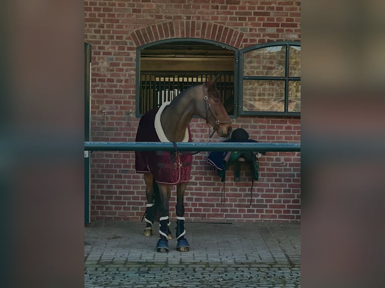 Hanoverian Gelding 11 years 17 hh Brown in Willich