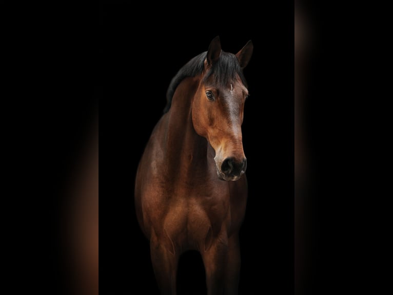 Hanoverian Gelding 11 years 17 hh Brown in Höhr-Grenzhausen