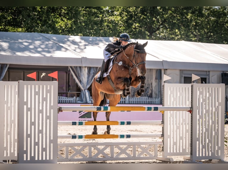 Hanoverian Gelding 11 years 17 hh Brown in Überherrn