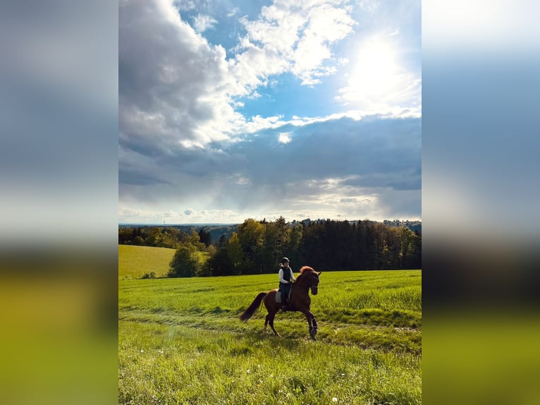 Hanoverian Gelding 11 years 17 hh Chestnut in Passau