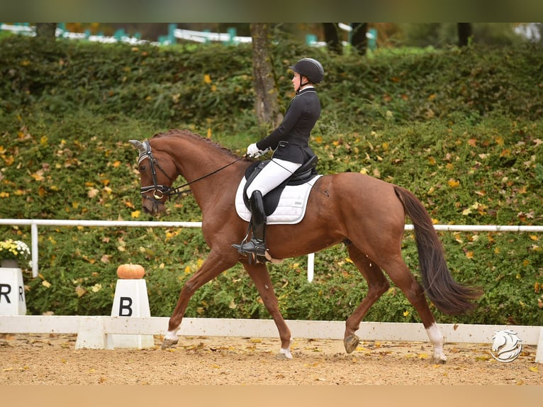 Hanoverian Gelding 11 years 17 hh Chestnut in Passau