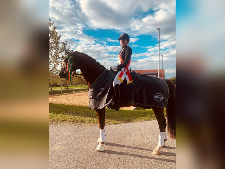 Hanoverian Gelding 11 years 17 hh Chestnut in Passau