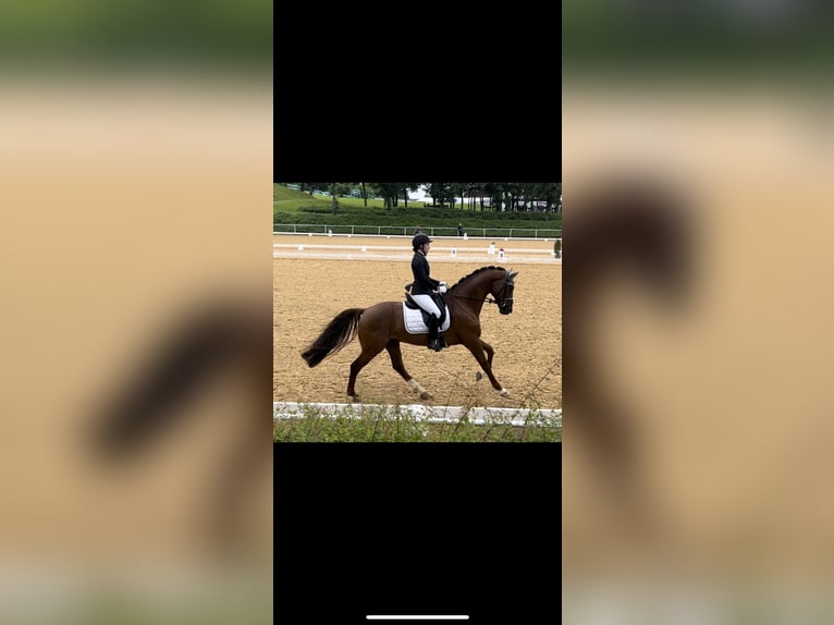 Hanoverian Gelding 11 years 17 hh Chestnut in Wernstein