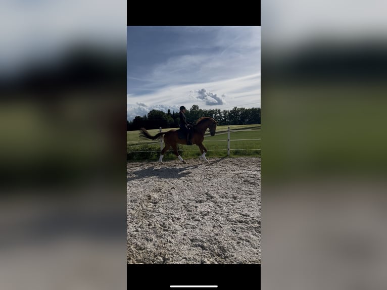 Hanoverian Gelding 11 years 17 hh Chestnut in Wernstein