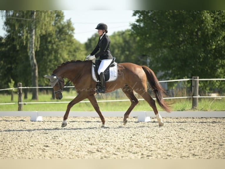 Hanoverian Gelding 11 years 17 hh Chestnut in Wernstein