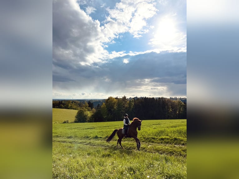 Hanoverian Gelding 11 years 17 hh Chestnut in Wernstein