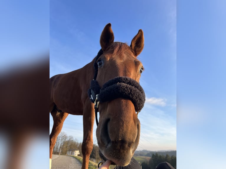 Hanoverian Gelding 11 years 17 hh Chestnut in Wernstein