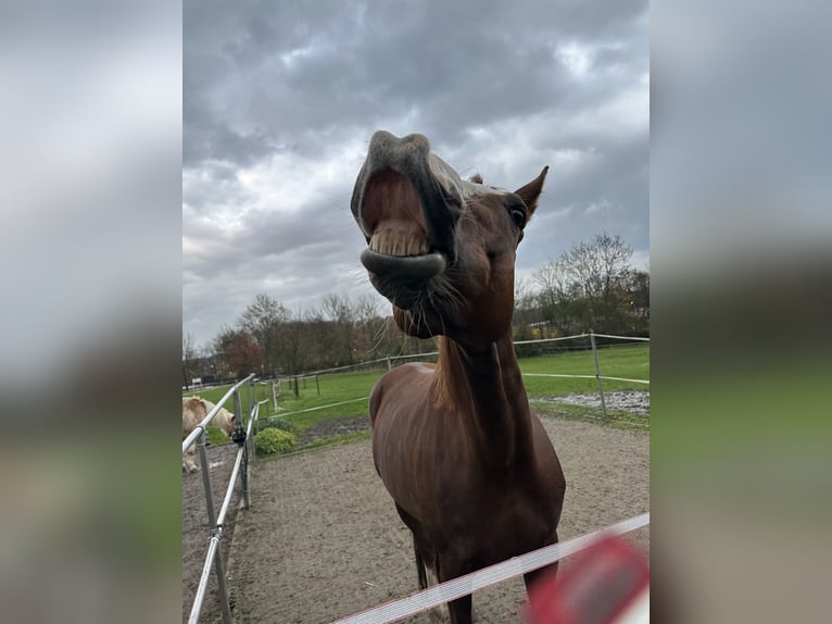 Hanoverian Gelding 11 years 17 hh Chestnut in Dortmund
