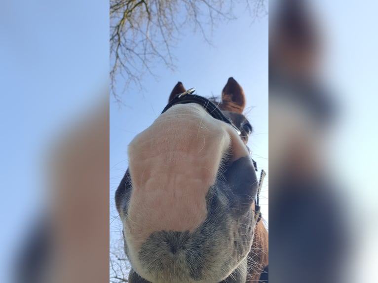 Hanoverian Gelding 11 years 17 hh Chestnut in Dortmund