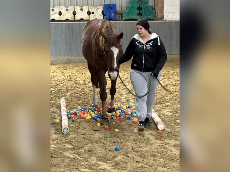 Hanoverian Gelding 11 years 17 hh Chestnut in Dortmund
