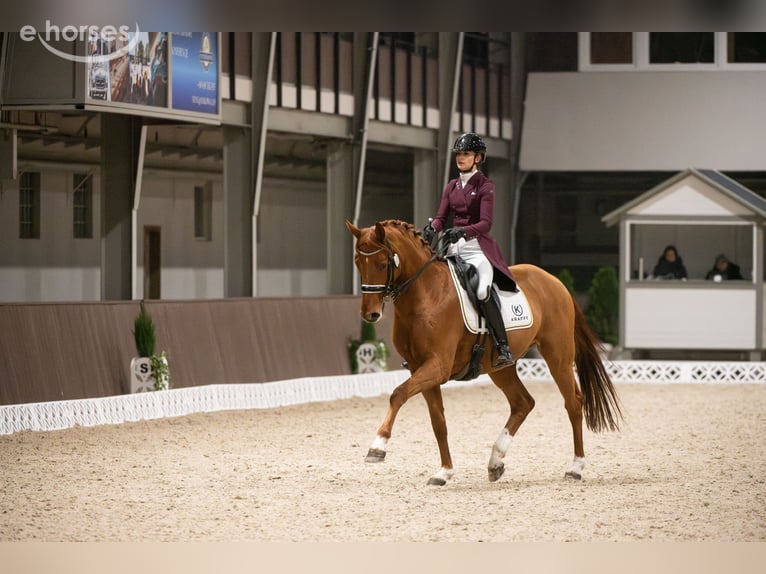 Hanoverian Gelding 11 years 17 hh Chestnut-Red in Szczecin