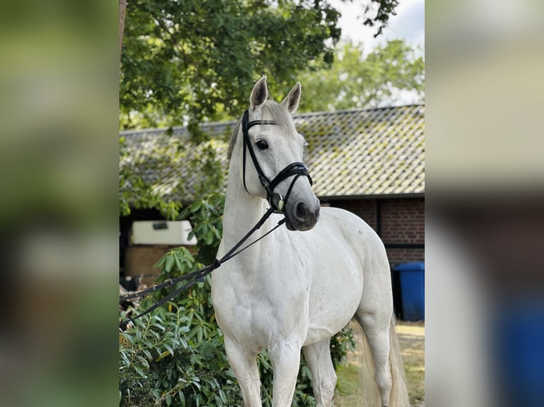 Hanoverian, Gelding, 11 years, 17 hh, Grey