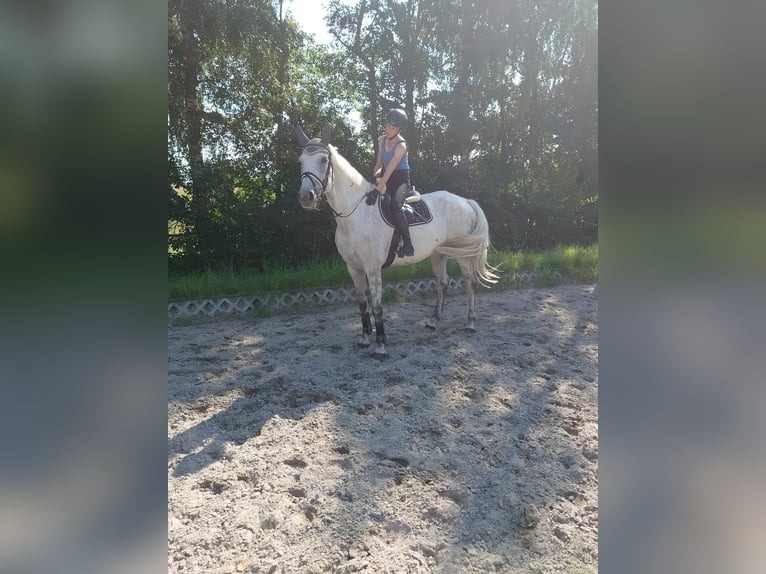 Hanoverian Gelding 11 years 17 hh Grey in Leonberg