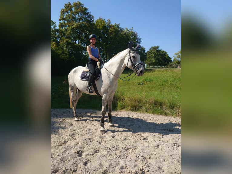 Hanoverian Gelding 11 years 17 hh Grey in Leonberg