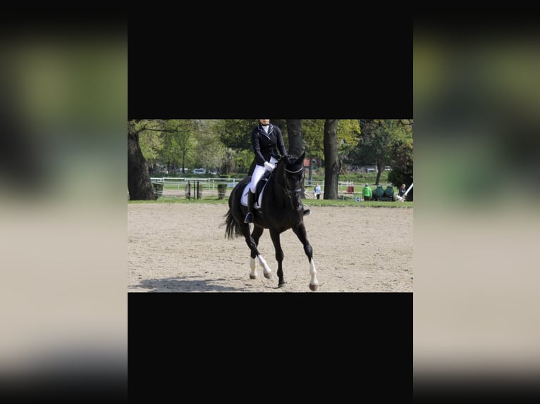 Hanoverian Gelding 11 years 17 hh Smoky-Black in Wien, Donaustadt