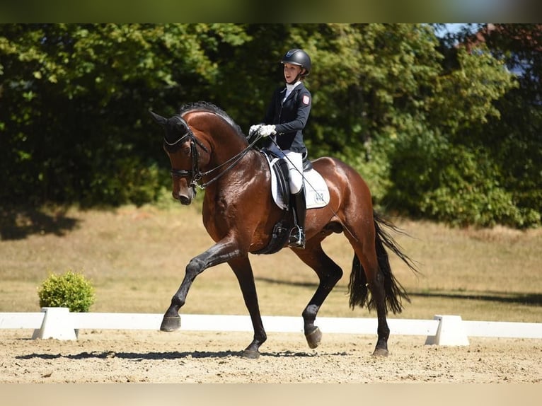 Hanoverian Gelding 11 years 17,1 hh Bay-Dark in Nordhorn