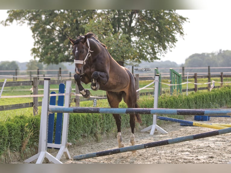 Hanoverian Gelding 11 years 17,1 hh Bay-Dark in Rheda-Wiedenbr&#xFC;ck