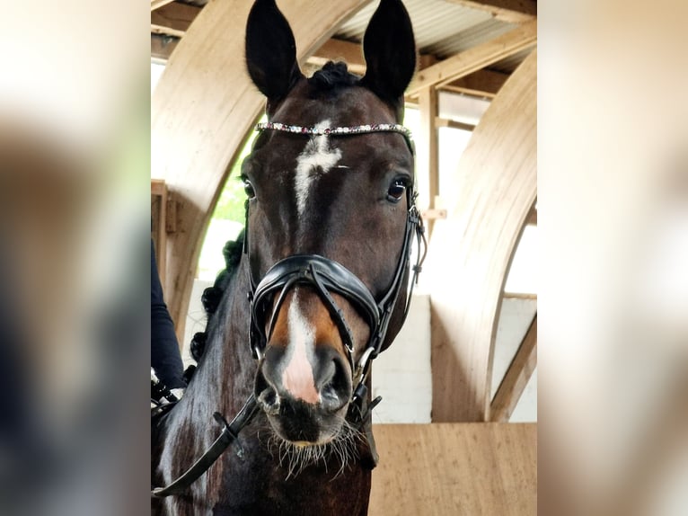 Hanoverian Gelding 11 years 17,1 hh Bay-Dark in Rheda-Wiedenbr&#xFC;ck