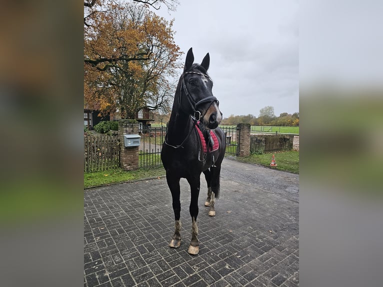 Hanoverian Gelding 11 years 17,1 hh Bay-Dark in Rheda-Wiedenbr&#xFC;ck