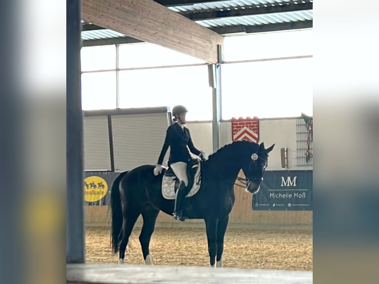 Hanoverian Gelding 11 years 17,1 hh Bay-Dark in Rheda-Wiedenbr&#xFC;ck
