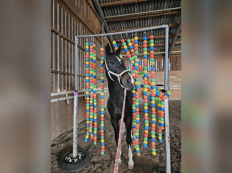 Hanoverian Gelding 11 years 17,1 hh Bay-Dark in Rheda-Wiedenbr&#xFC;ck