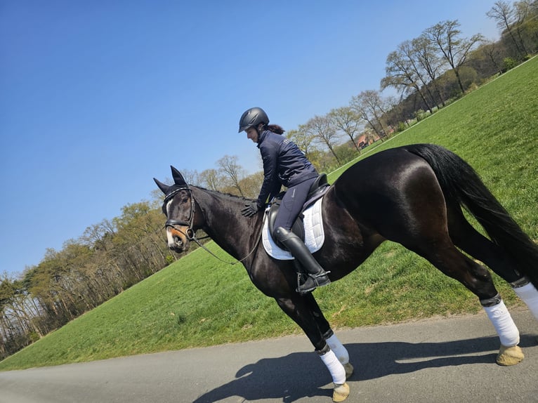 Hanoverian Gelding 11 years 17,1 hh Bay-Dark in Rheda-Wiedenbr&#xFC;ck