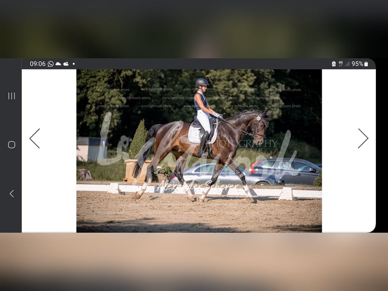 Hanoverian Gelding 11 years 17,1 hh Bay-Dark in Rheda-Wiedenbr&#xFC;ck