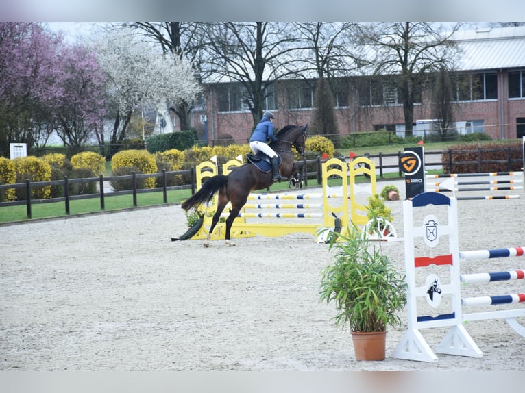 Hanoverian Gelding 11 years 17,1 hh Bay-Dark in Brokstedt