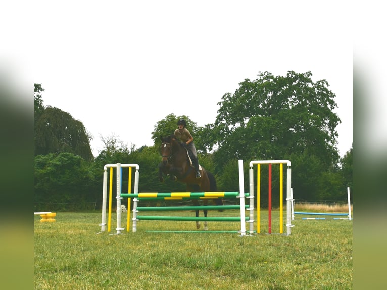Hanoverian Gelding 11 years 17,1 hh Bay-Dark in Brokstedt