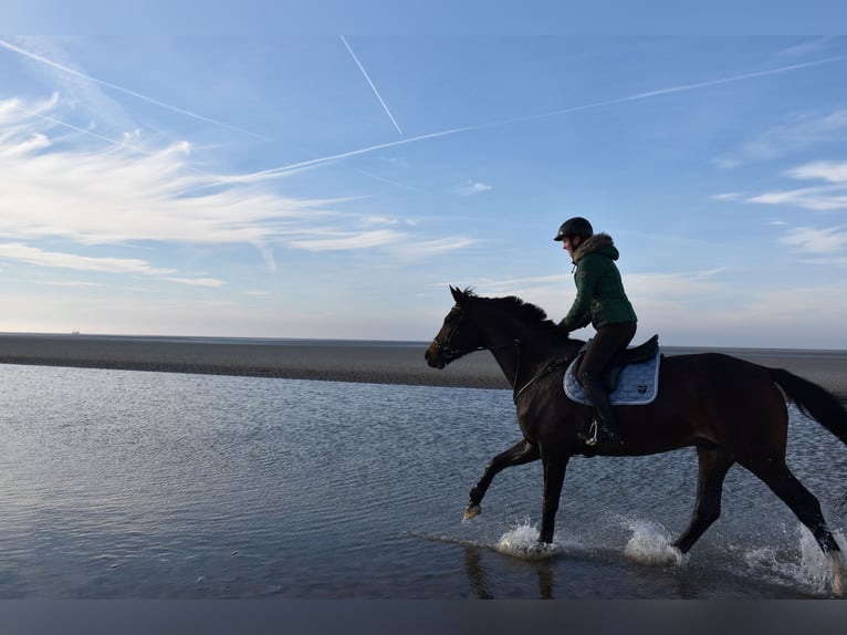 Hanoverian Gelding 11 years 17,1 hh Bay-Dark in Brokstedt