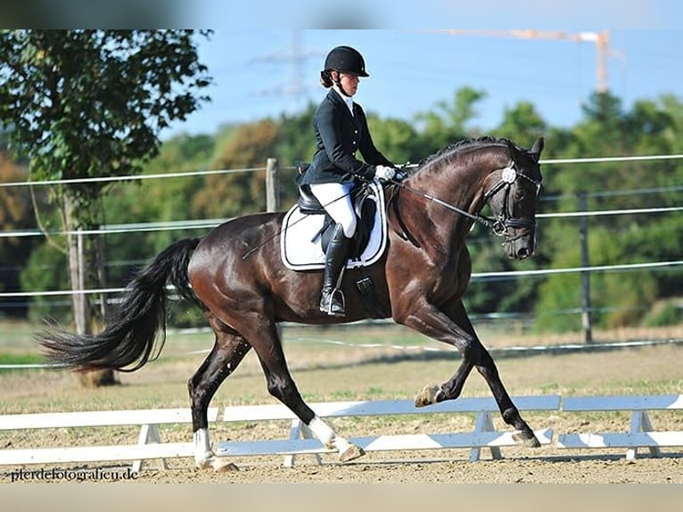 Hanoverian Gelding 11 years 17,1 hh Black in Kematen in Tirol