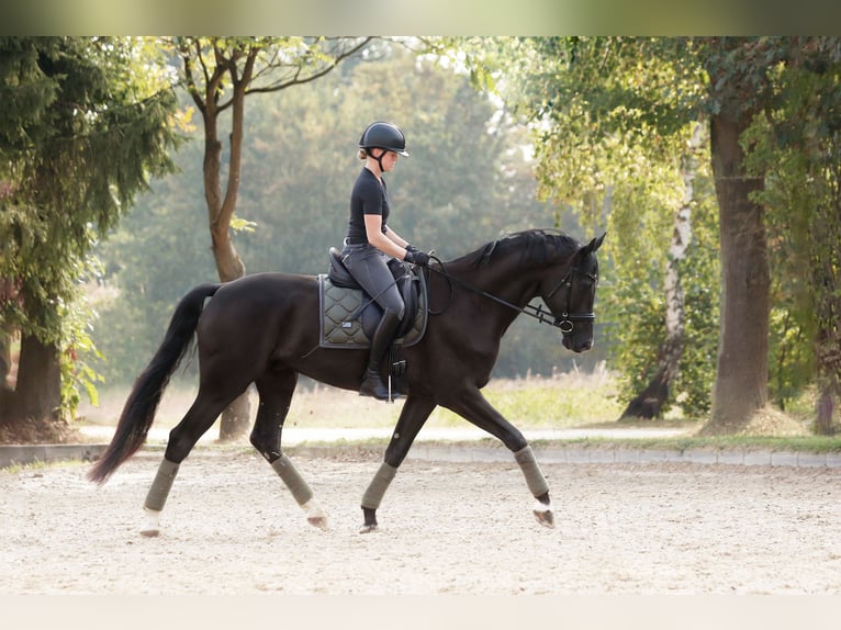 Hanoverian Gelding 11 years 17,1 hh Black in Kematen in Tirol