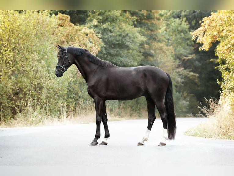 Hanoverian Gelding 11 years 17,1 hh Black in Kematen in Tirol