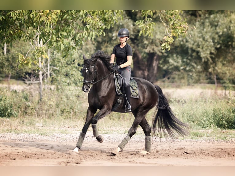 Hanoverian Gelding 11 years 17,1 hh Black in Kematen in Tirol
