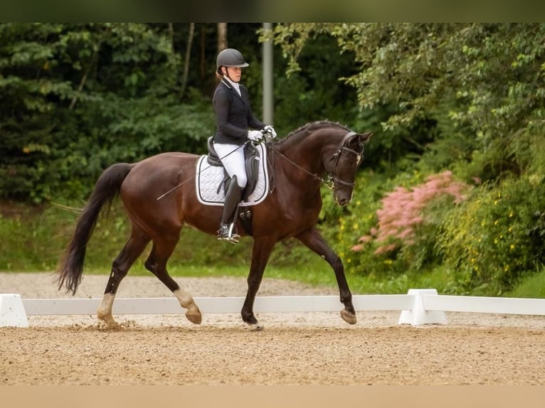 Hanoverian Gelding 11 years 17,1 hh Black in Kematen in Tirol