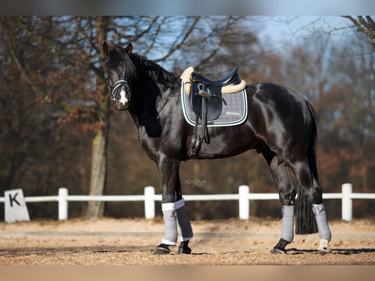 Hanoverian Gelding 11 years 17,1 hh Black in Norderstedt