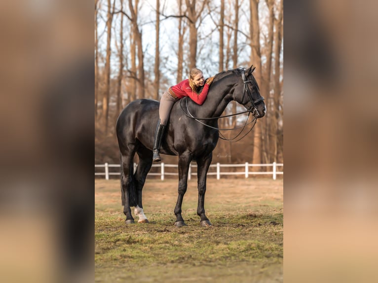 Hanoverian Gelding 11 years 17,1 hh Black in Norderstedt