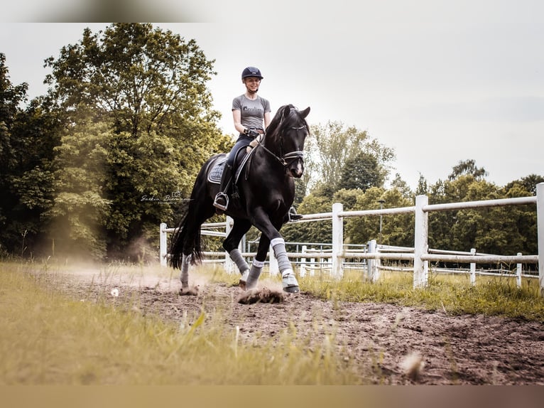 Hanoverian Gelding 11 years 17,1 hh Black in Norderstedt