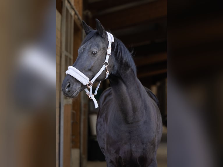 Hanoverian Gelding 11 years 17,1 hh Black in Hebertshausen