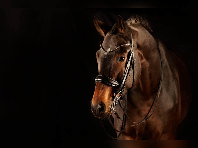 Hanoverian Gelding 11 years 17,2 hh Brown in Remlingen