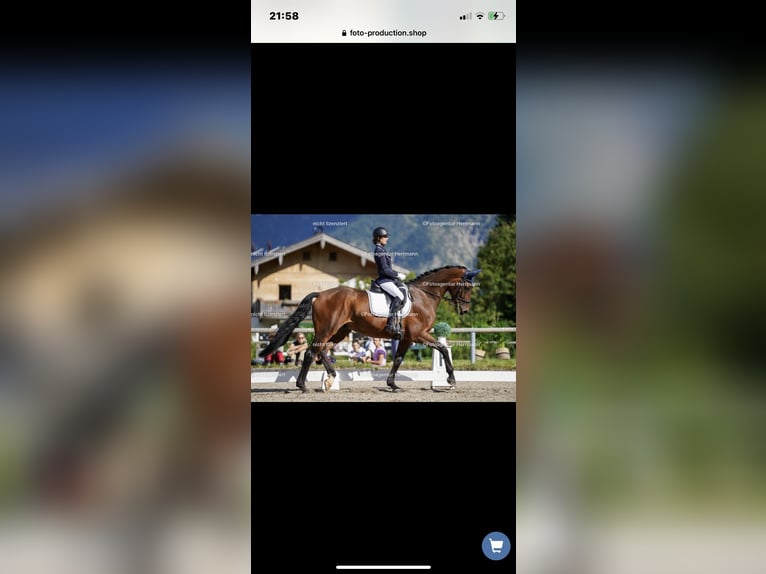 Hanoverian Gelding 11 years 17,2 hh Brown-Light in M&#xFC;hldorf am Inn