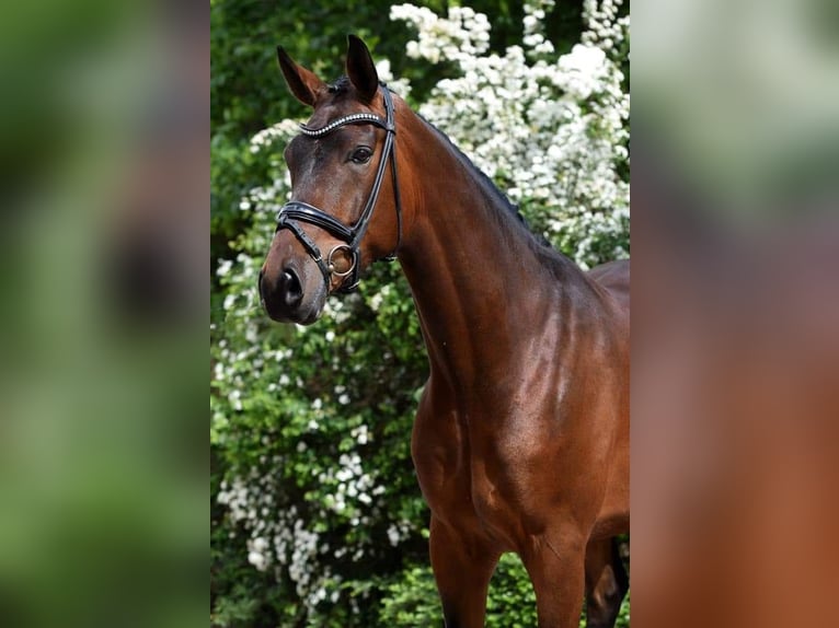 Hanoverian Gelding 11 years 17,2 hh Brown-Light in M&#xFC;hldorf am Inn