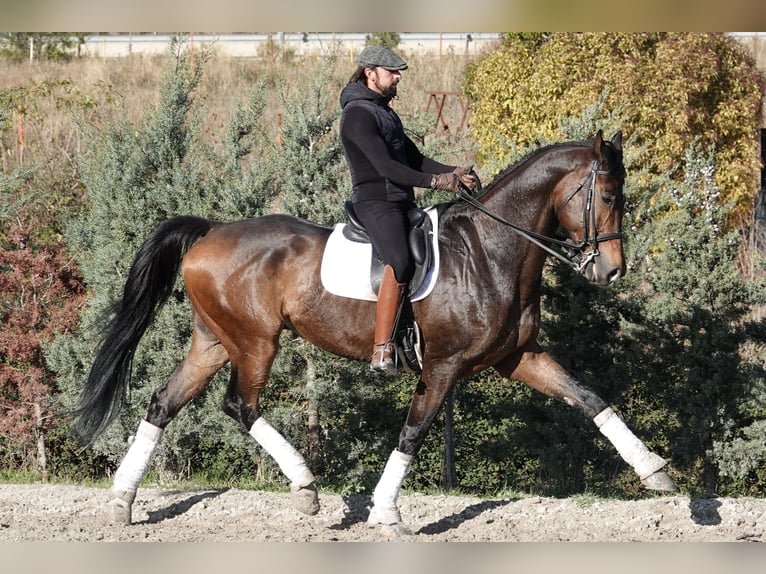 Hanoverian Gelding 11 years 17,2 hh Dun in Noain (Navarra)