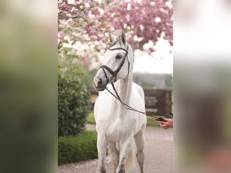 Hanoverian Gelding 11 years 17,2 hh Grey in Holdorf