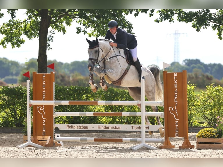 Hanoverian Gelding 11 years 17,2 hh Grey in Holdorf